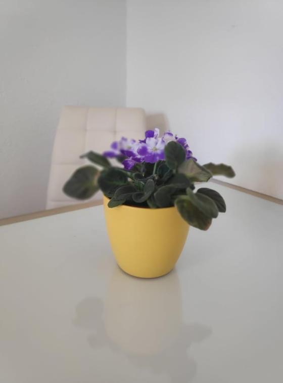 Apartmani Lucica イェゼラ エクステリア 写真